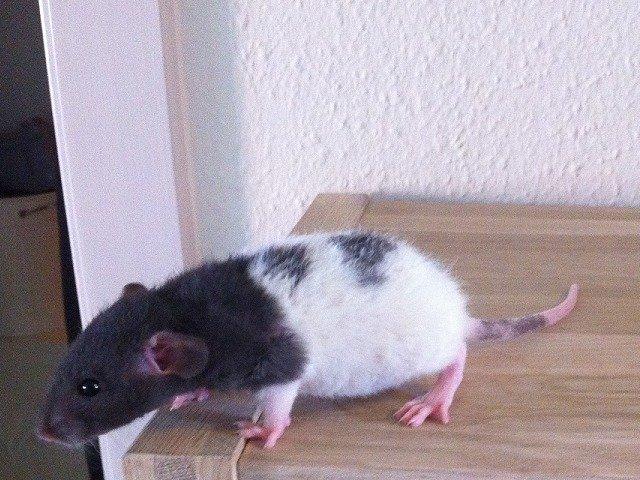 Tamrotte Virginia RIP billede 10