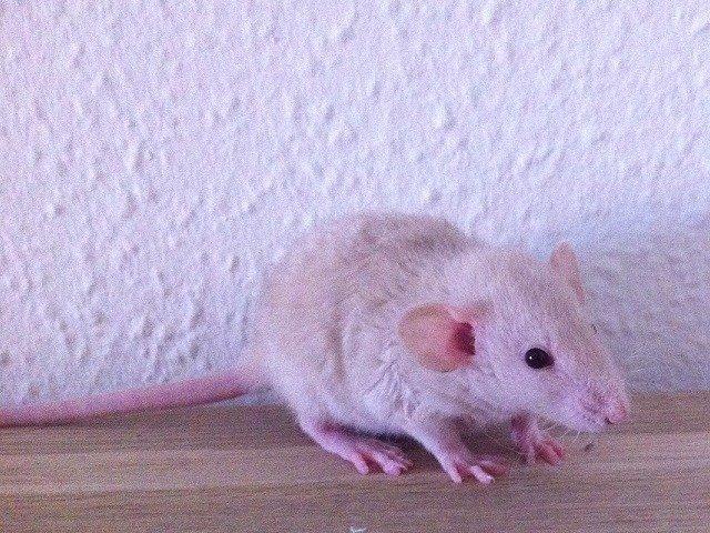 Tamrotte Montana RIP billede 8