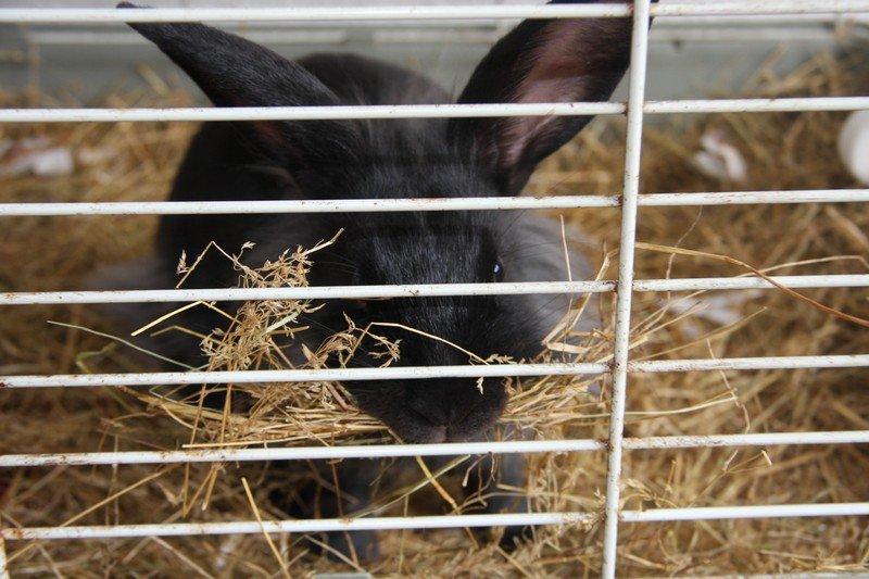 Kanin Pjulie SOLGT :-( billede 13