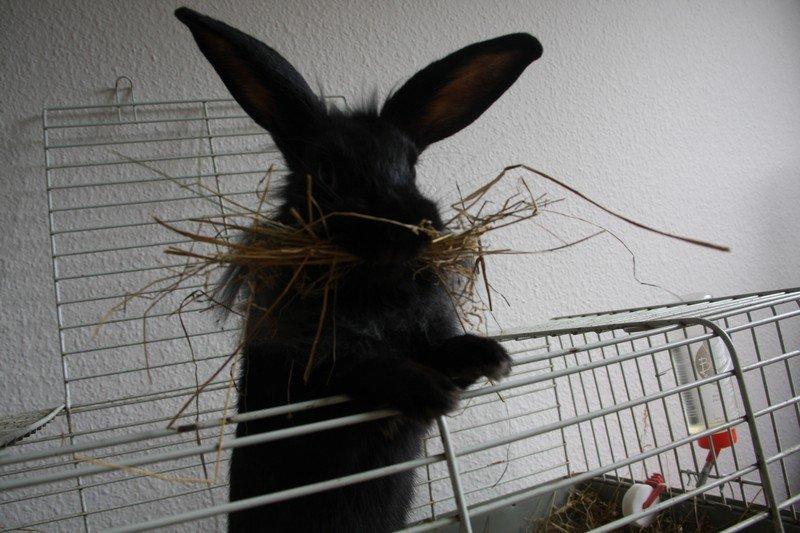 Kanin Pjulie SOLGT :-( billede 15