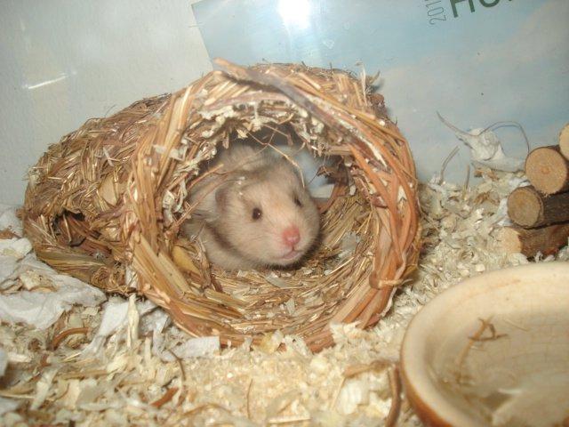 Hamster Simses Evita - 04/08-2012 billede 10