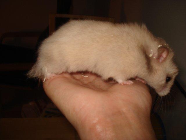 Hamster Simses Evita - 04/08-2012 billede 7