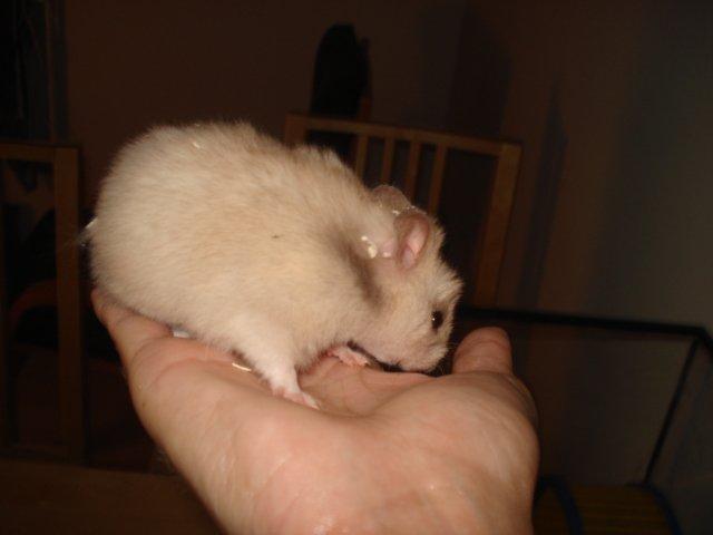 Hamster Simses Evita - 04/08-2012 billede 8