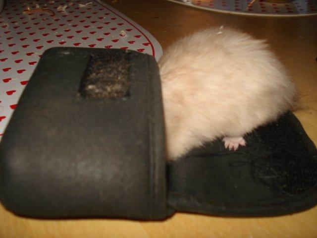 Hamster Simses Evita - 04/08-2012
Mon man kan sove her inde? billede 9