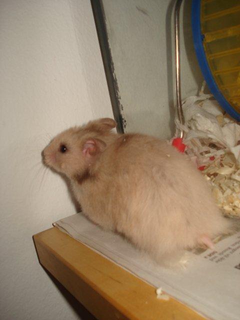 Hamster Simses Evita - 04/08-2012 billede 11