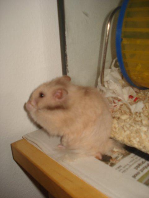 Hamster Simses Evita - 04/08-2012 billede 12