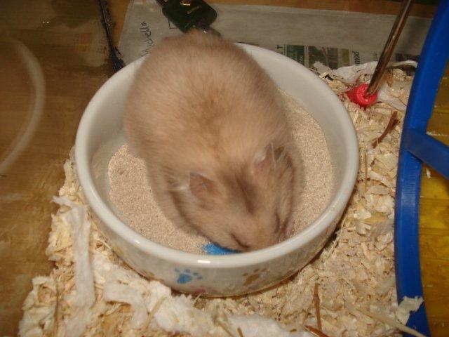 Hamster Simses Evita - 04/08-2012 billede 13