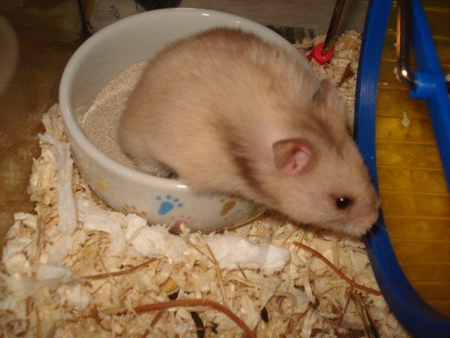 Hamster Simses Evita - 04/08-2012 billede 14