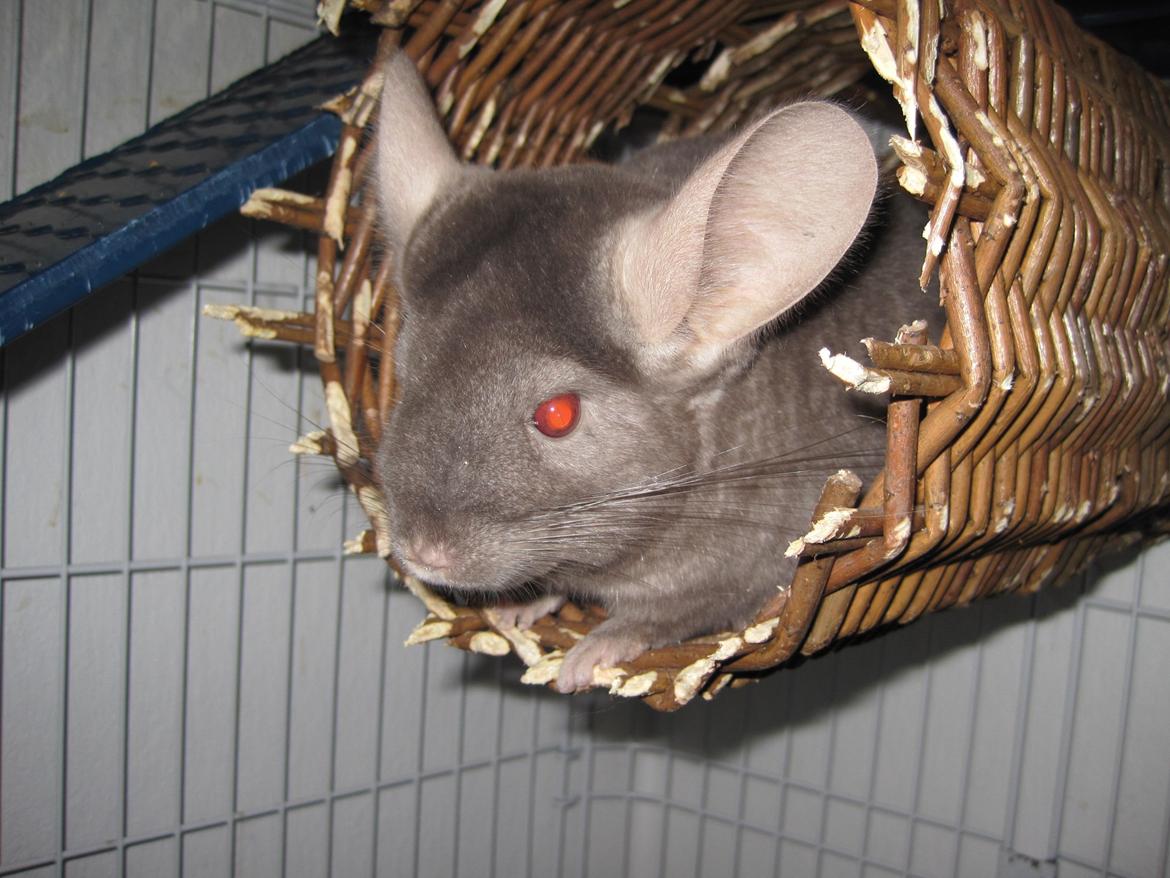 Chinchilla Smilla billede 7