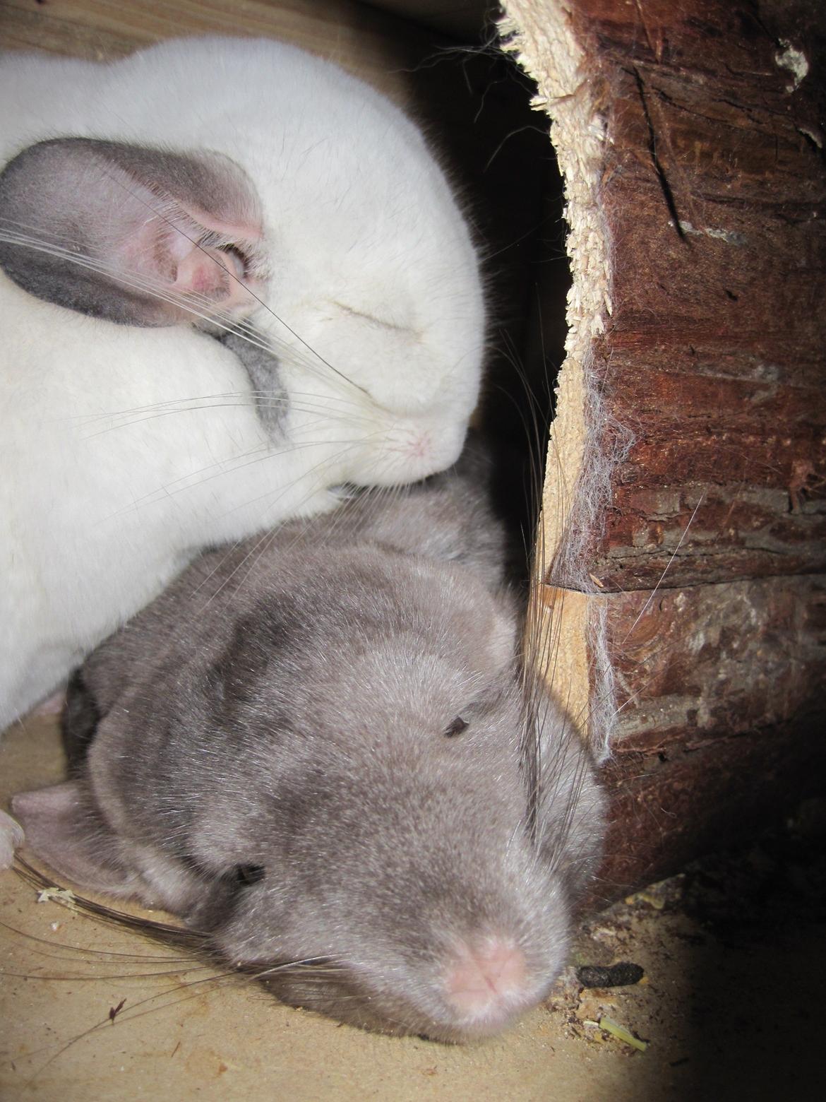 Chinchilla Smilla billede 8