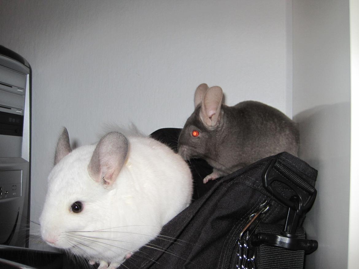 Chinchilla Smilla billede 9