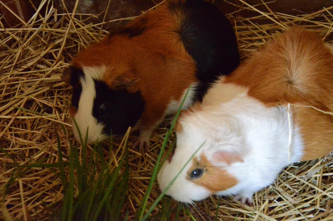 Marsvin Vip **R.I.P** - Her er hun sammen med sin søster<3 billede 9