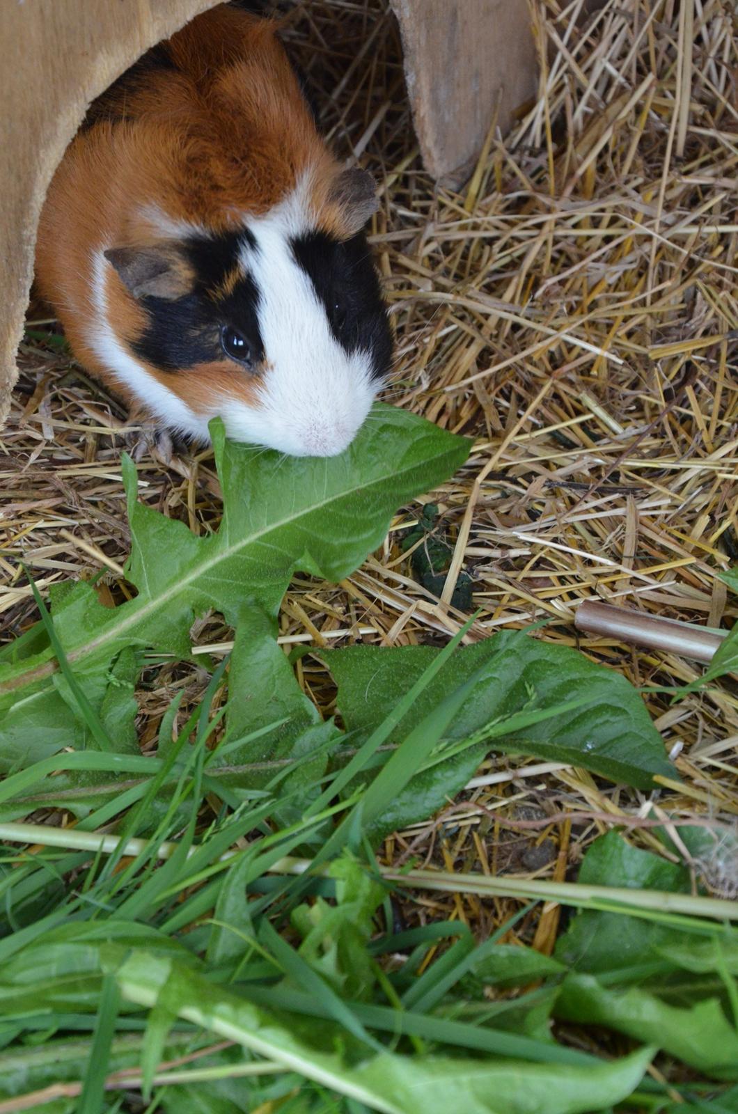 Marsvin Vip **R.I.P** billede 10