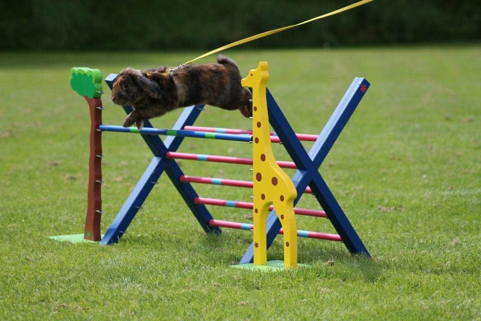 Kanin MaPos De La Manifik billede 19