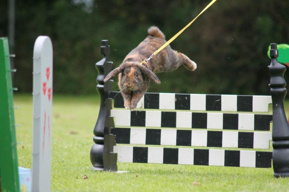 Kanin MaPos De La Manifik billede 20