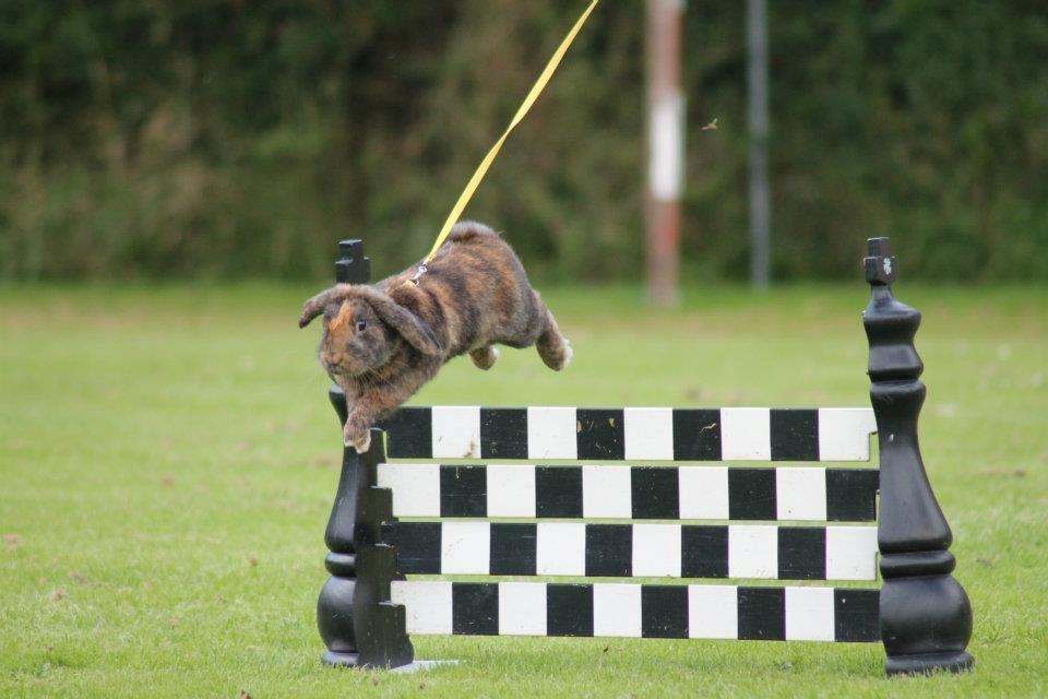 Kanin MaPos De La Manifik billede 16