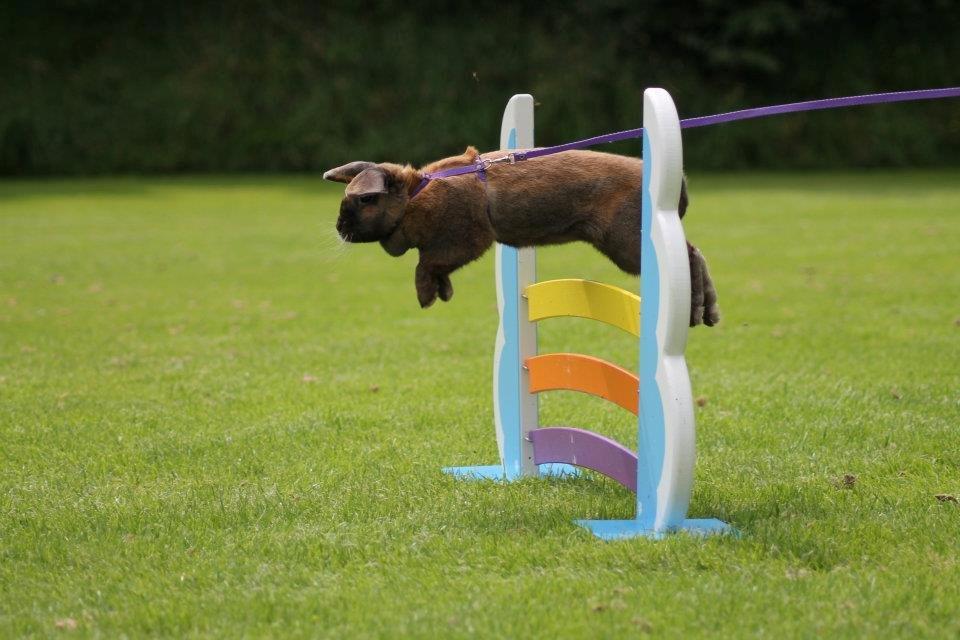 Kanin Hønsehusets Prazo Sioux Lakota billede 17