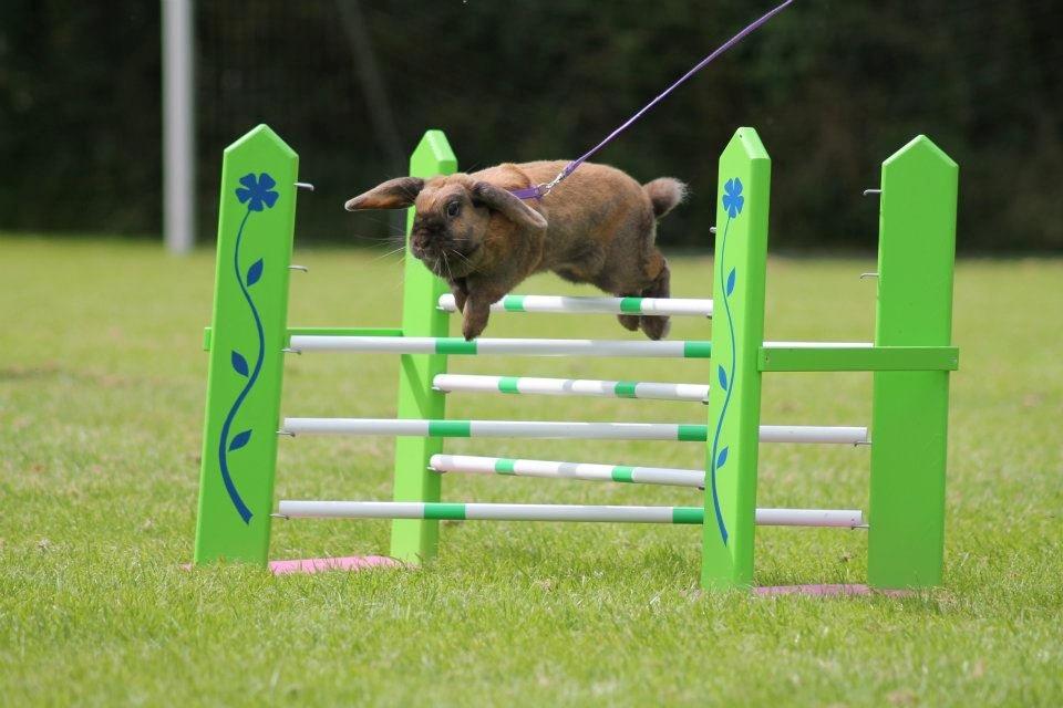 Kanin Hønsehusets Prazo Sioux Lakota billede 19