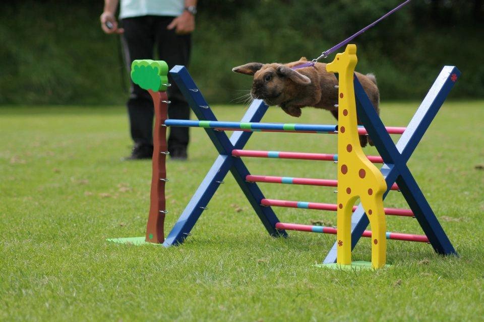 Kanin Hønsehusets Prazo Sioux Lakota billede 16