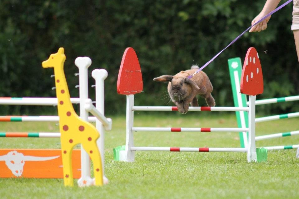 Kanin Hønsehusets Prazo Sioux Lakota billede 18