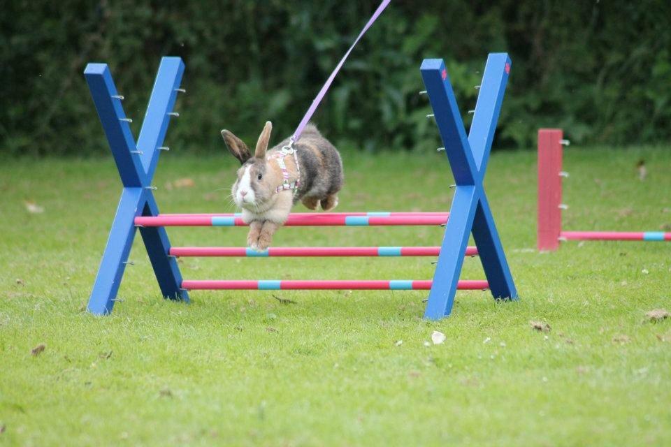 Kanin Madame Madea billede 18