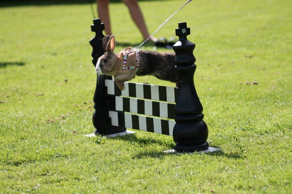 Kanin Madame Madea billede 19