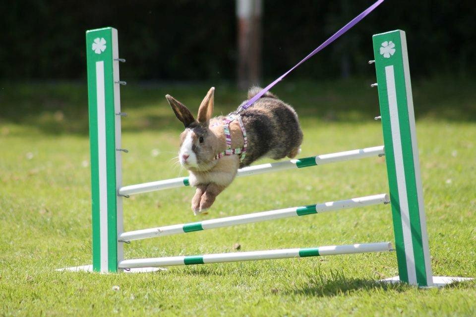 Kanin Madame Madea billede 20