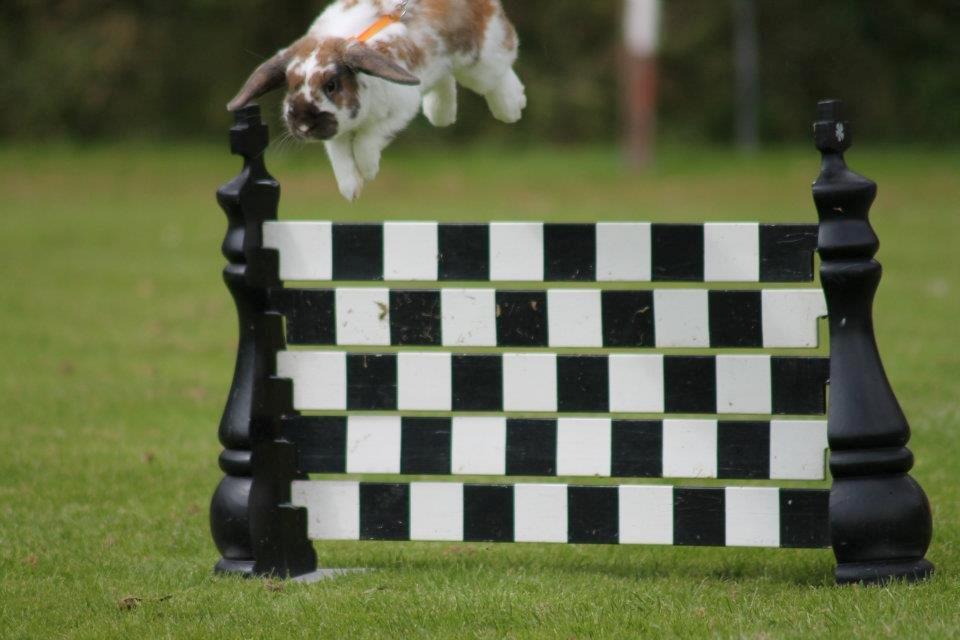 Kanin Hønsehusets Prazo Wabanaki billede 16