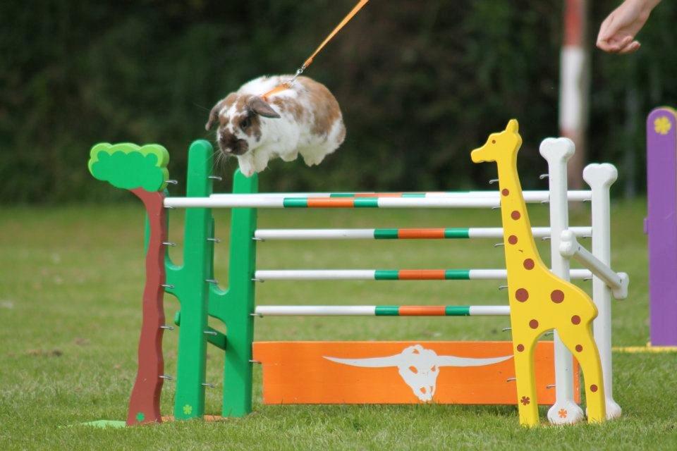 Kanin Hønsehusets Prazo Wabanaki billede 17