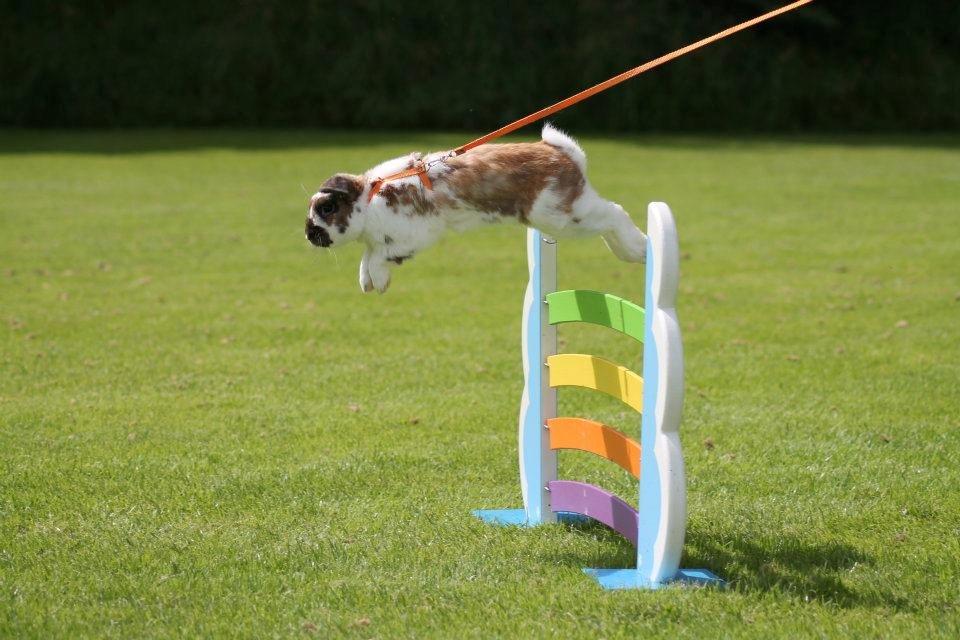 Kanin Hønsehusets Prazo Wabanaki billede 18