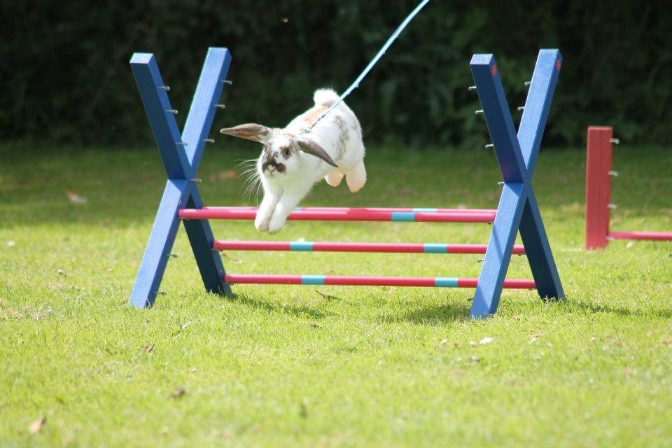 Kanin Winds Jar Jar Binks billede 14