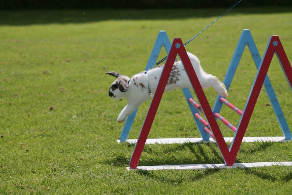 Kanin Winds Jar Jar Binks billede 15