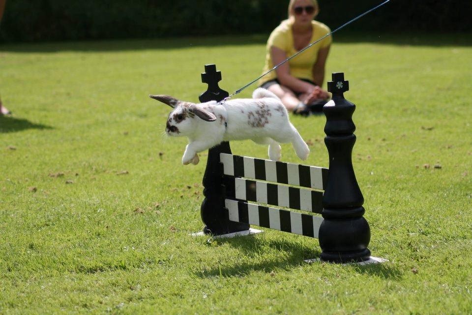 Kanin Winds Jar Jar Binks billede 16