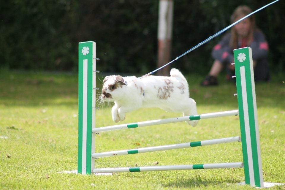 Kanin Winds Jar Jar Binks billede 17