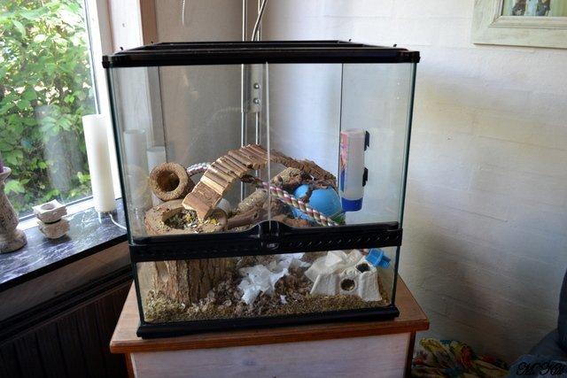 Hamster *Hyggehulens Djamila* billede 1