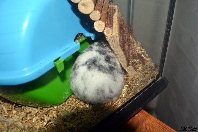 Hamster *Hyggehulens Djamila* billede 2