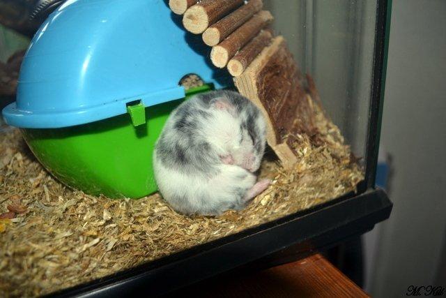 Hamster *Hyggehulens Djamila* billede 3