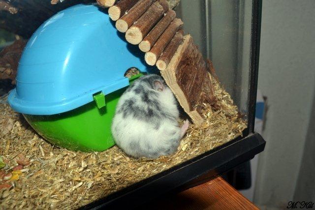 Hamster *Hyggehulens Djamila* billede 4