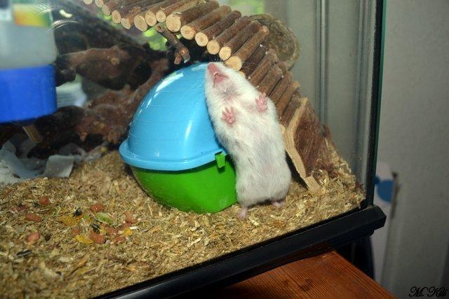 Hamster *Hyggehulens Djamila* billede 5