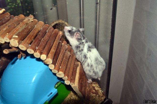 Hamster *Hyggehulens Djamila* billede 6