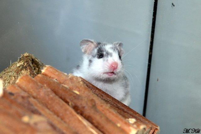 Hamster *Hyggehulens Djamila* billede 7
