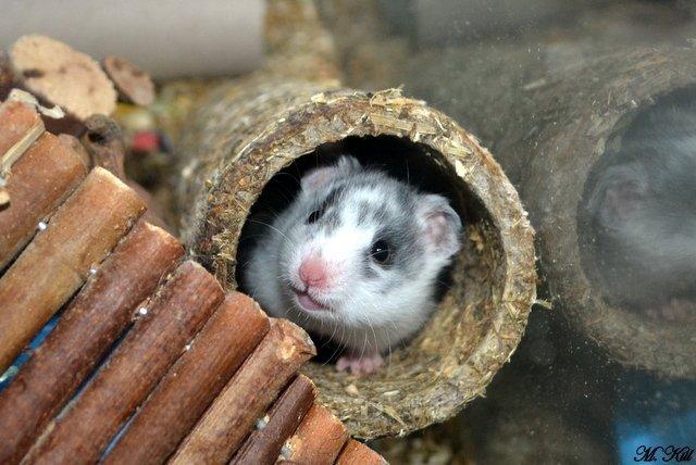 Hamster *Hyggehulens Djamila* billede 8