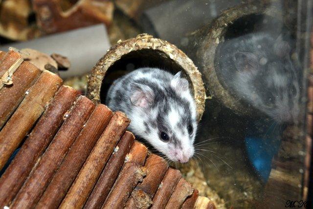 Hamster *Hyggehulens Djamila* billede 9