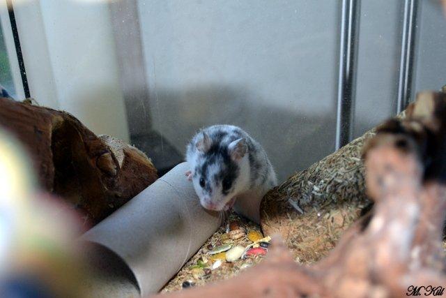 Hamster *Hyggehulens Djamila* billede 10