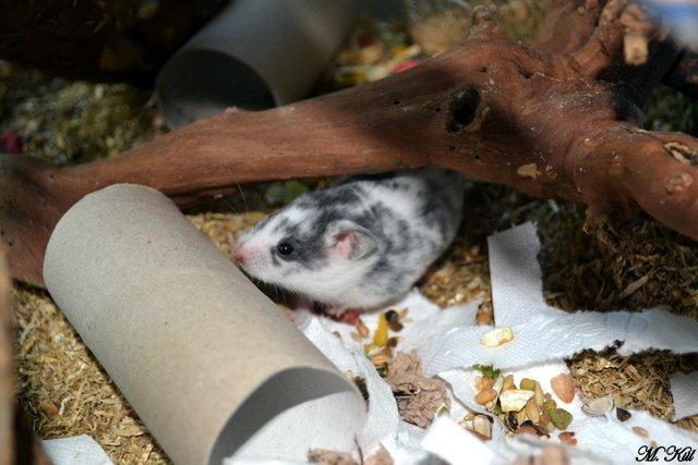 Hamster *Hyggehulens Djamila* billede 11