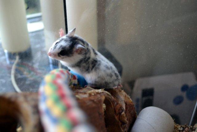 Hamster *Hyggehulens Djamila* billede 12