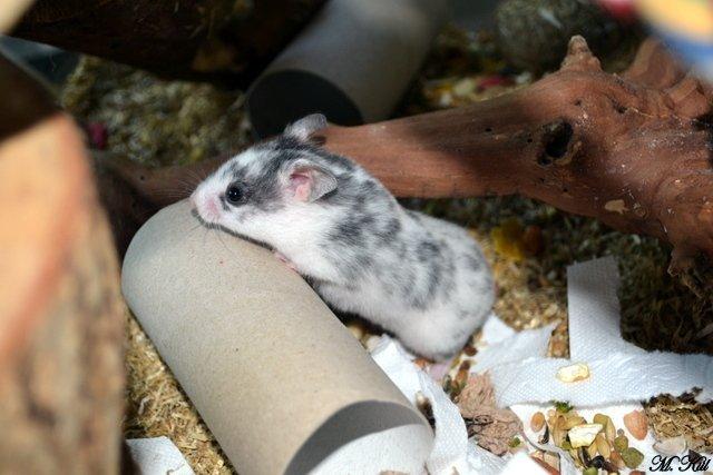 Hamster *Hyggehulens Djamila* billede 13