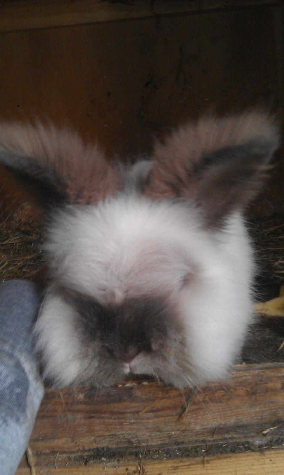 Kanin Biebers J Biebs billede 1