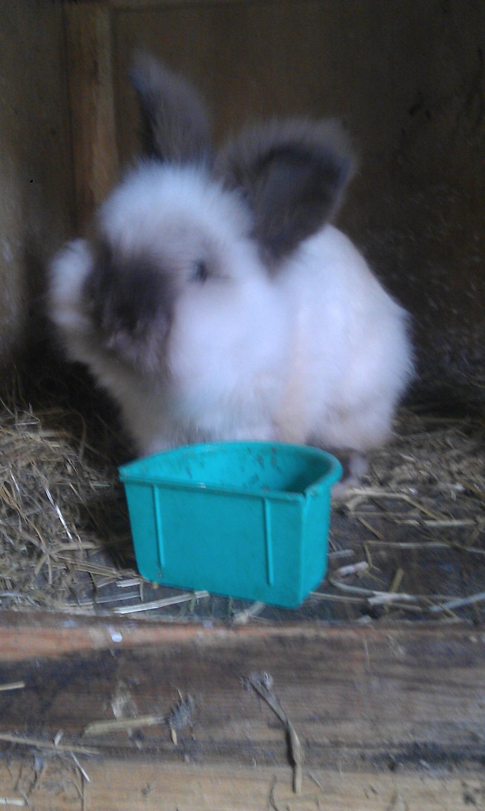 Kanin Biebers J Biebs - Taget i dag :D<3 billede 2