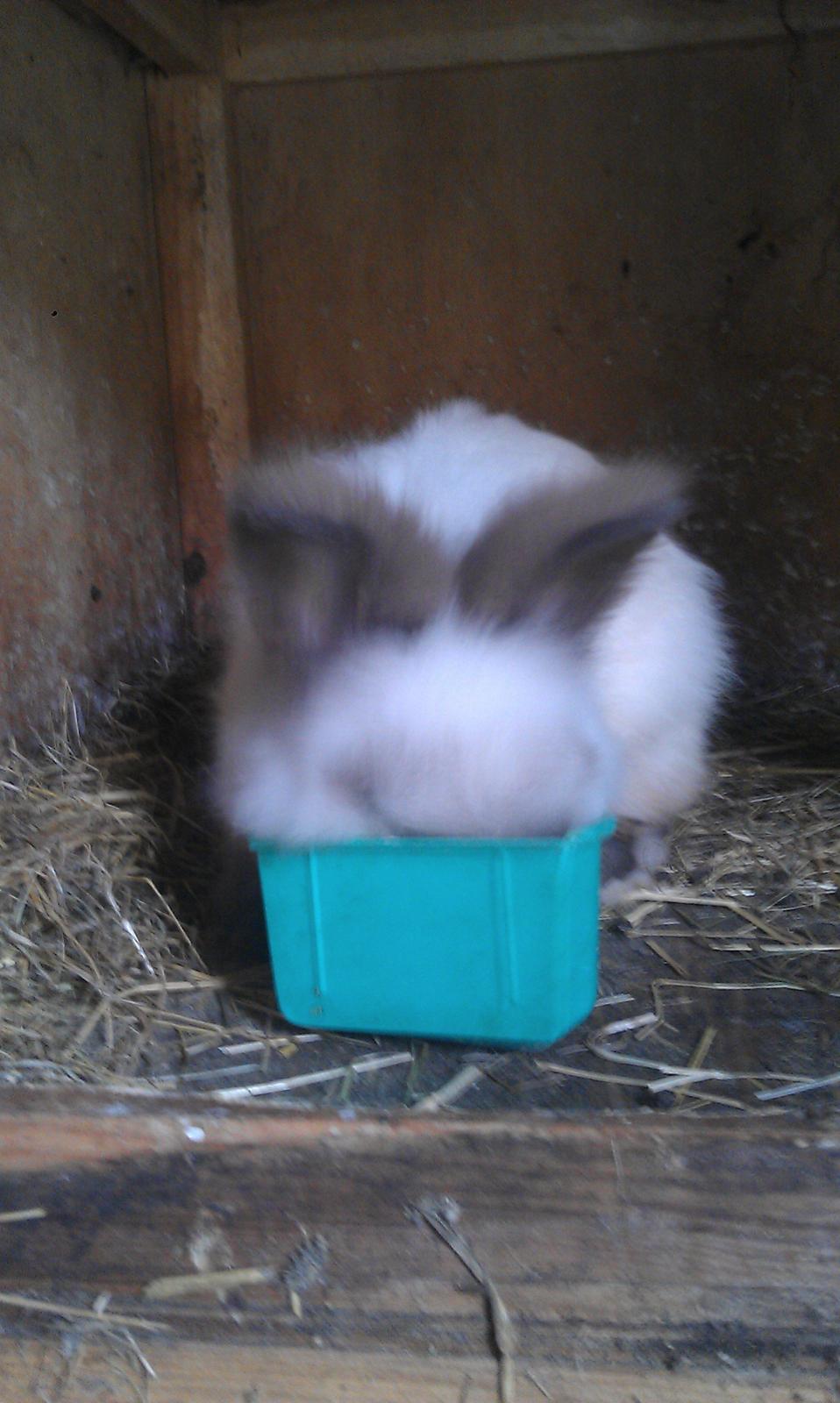 Kanin Biebers J Biebs billede 3